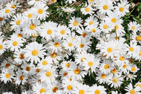 daisy